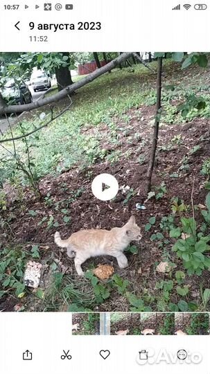 Котёнок в добрые руки