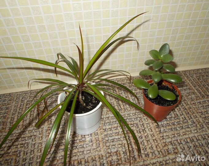 «Алое, Замиокулькас и Драцена»