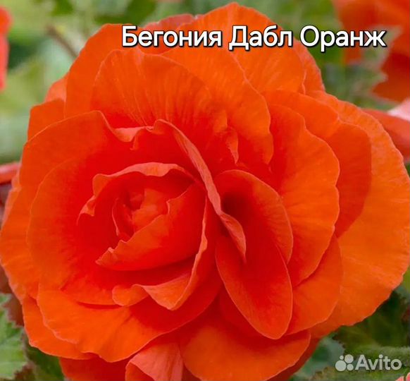 Бегония