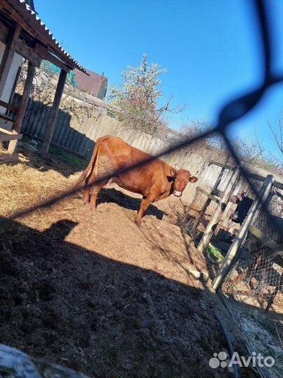 Коровы на молоко