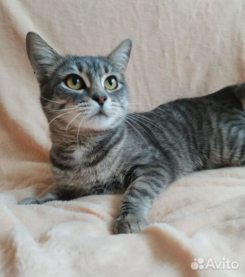 Кошка