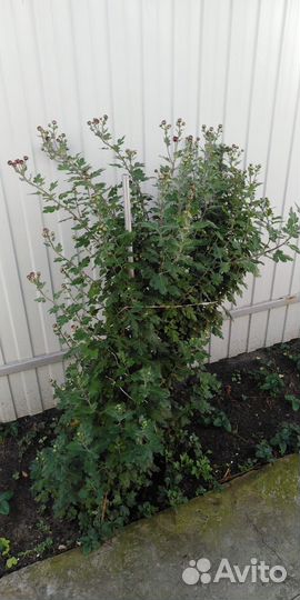 Хризантема