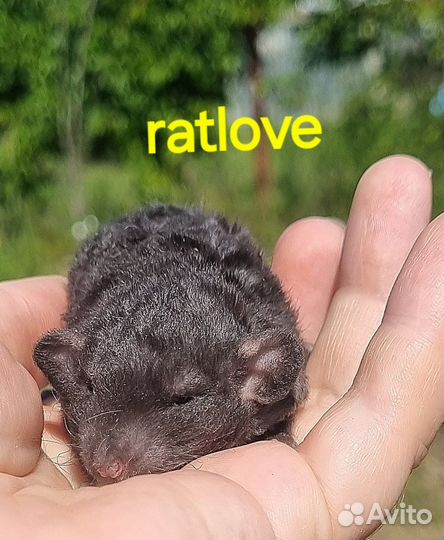 Крысята кудряшки