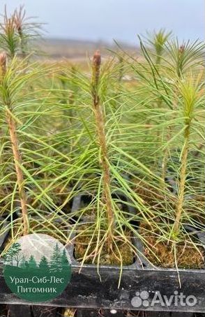 Сеянцы зкс Сосна окс Ель Лиственница Горная