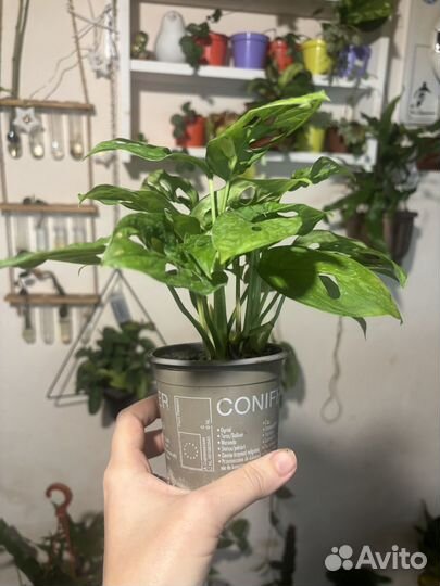 Монстера обликва