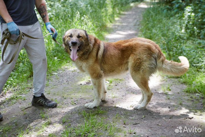 Серьёзный пёс Акела ищет дом