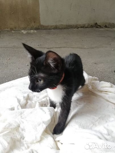 Котята ищут дом