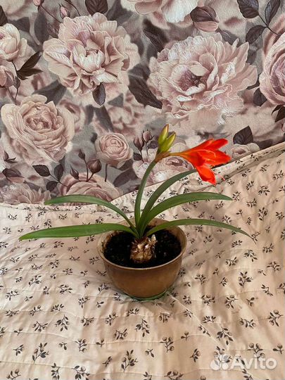 Гиппеаструм Цветок цветёт комнатные цветы