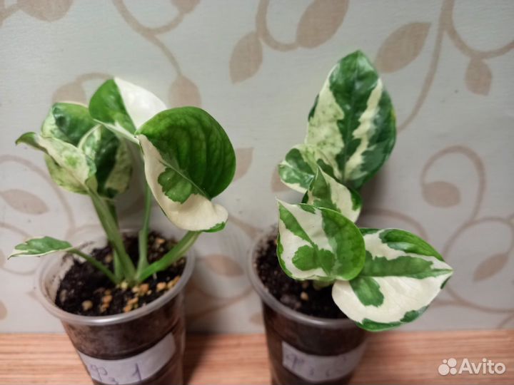 Эпипремнум Н