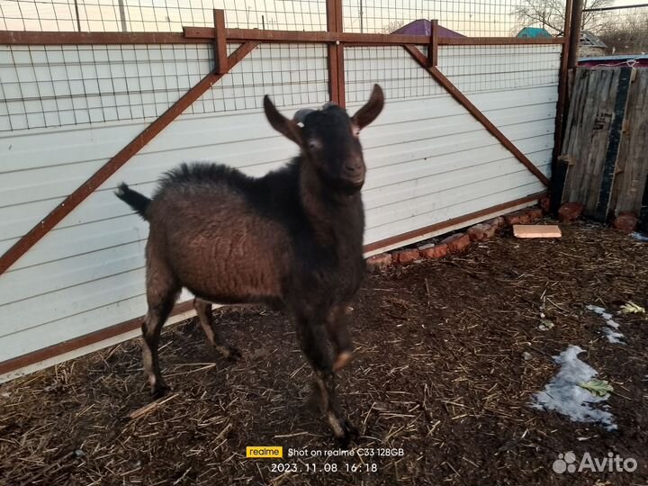 Козел альпийский