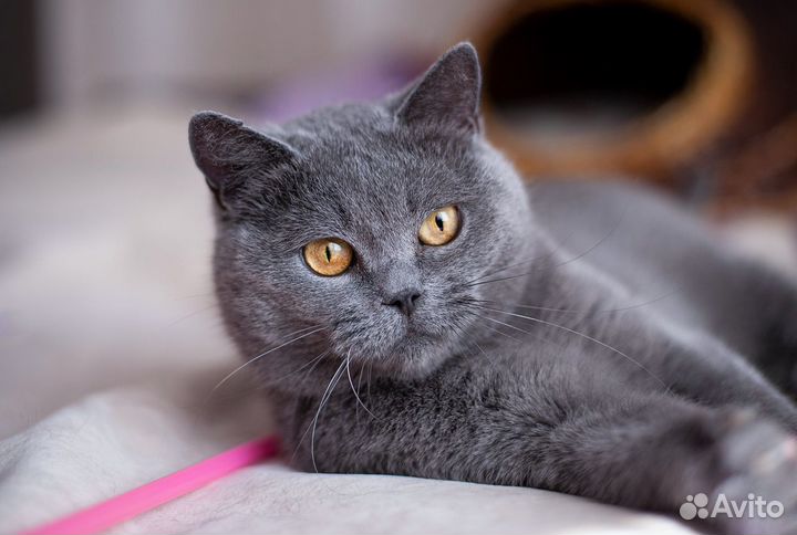 Британка ищет дом