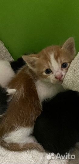 Котята в хорошие руки