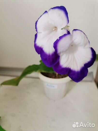 Стрептокарпусы