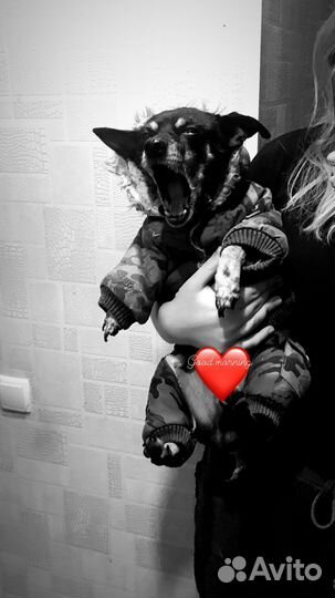 Передержка животных