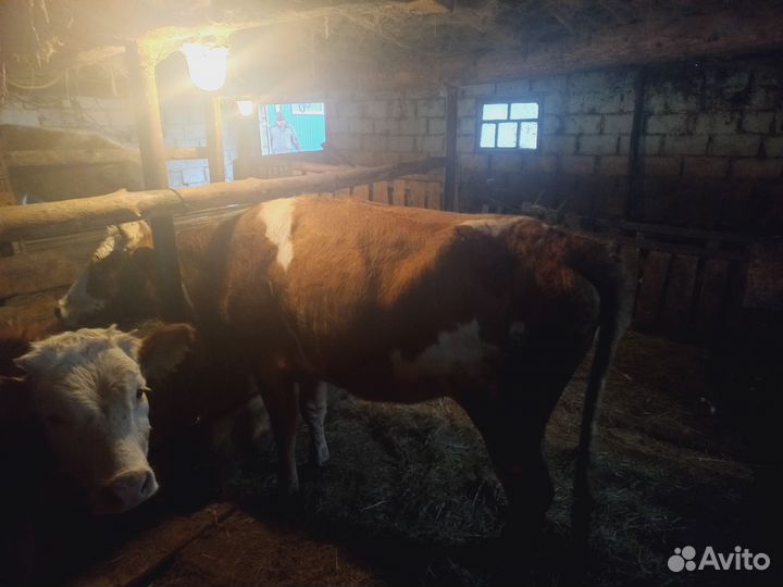 Телки и бык