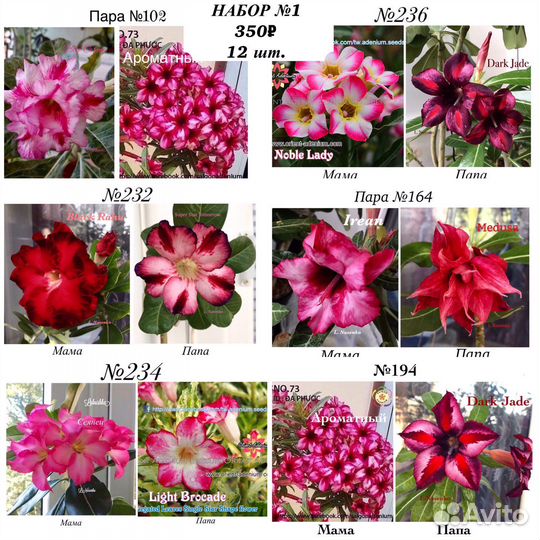 Адениум (Роза пустыни) свежие семена