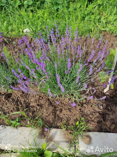 Гейхера Солнцецвет Хоста