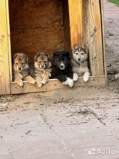 Собаки бесплатно в добрые руки