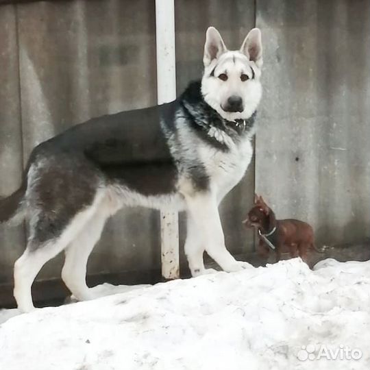 Вязка кобеля вео