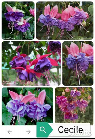 Фуксия сортовая