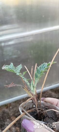 Мордовник шароголовый