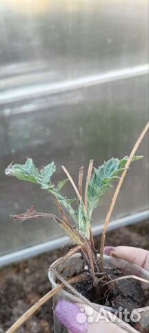 Мордовник шароголовый