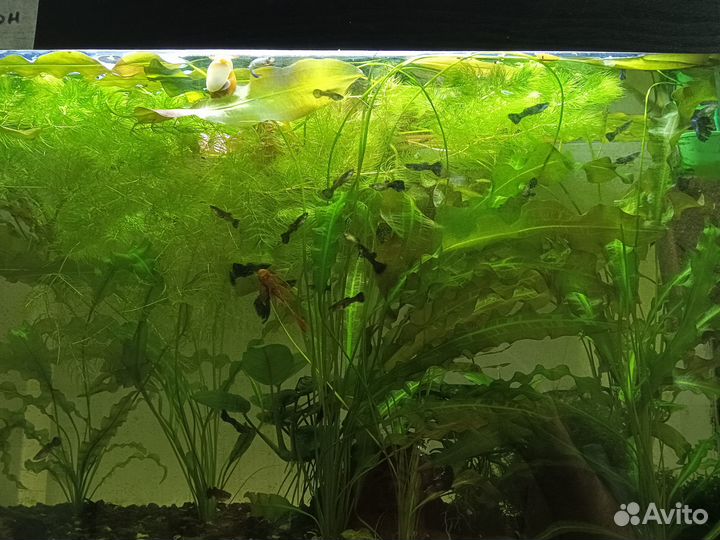 Гуппи чистые линии. Аквариумные растения