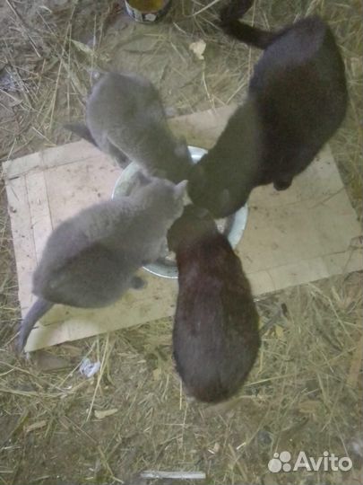 Котята в добрые руки