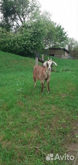 Продам коз и козлят
