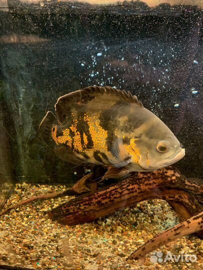 Отдам аквариумных рыб. За символическую оплату