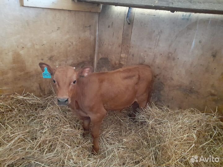 Телята бычки мясного направления