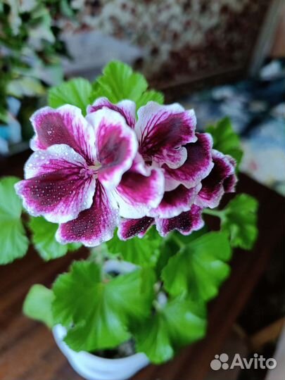 Пеларгония герань