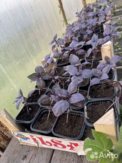 Рассада баилика