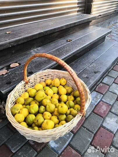 Айва китайская. Хеномелес
