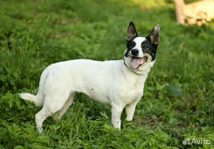 Маленькая собачка Эльза ищет семью