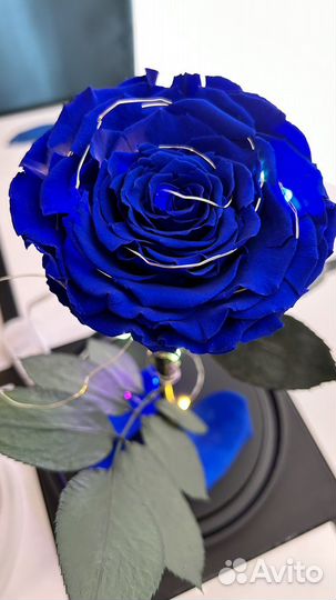 Светильник роза стабилизированная