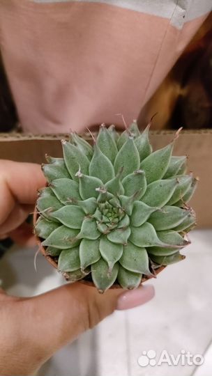 Эхеверии суккуленты