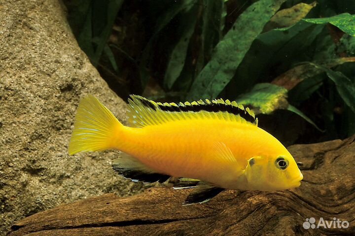 Цихлида Еллоу и анциструсы супер ред
