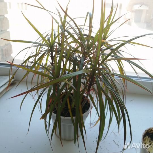 Драцена узколистная