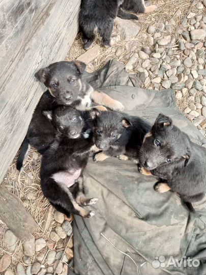 Отдам в добрые руки щенков