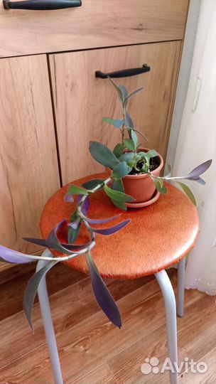 Комнатные растения