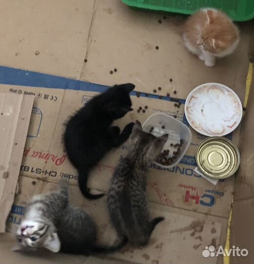 Котята в добрые руки бесплатно