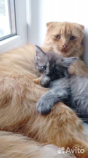 Котята в добрые руки бесплатно