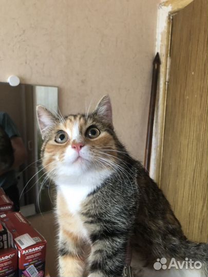 Котенок ищет дом