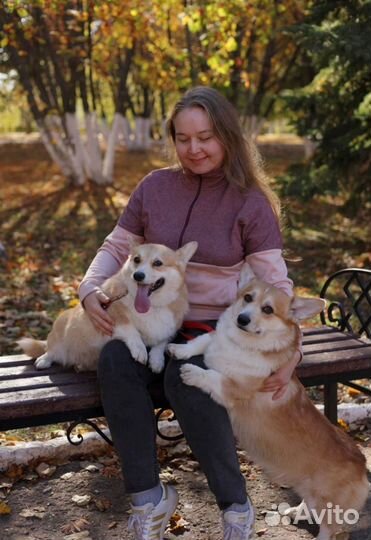 Корги для фотосессий