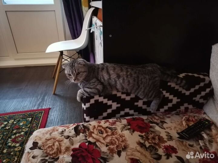 Кошки бесплатно