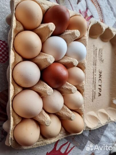 Инкубационное яйцо микс породистых кур