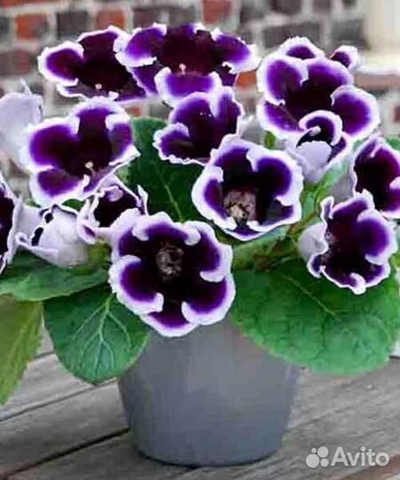 Комнатные цветы