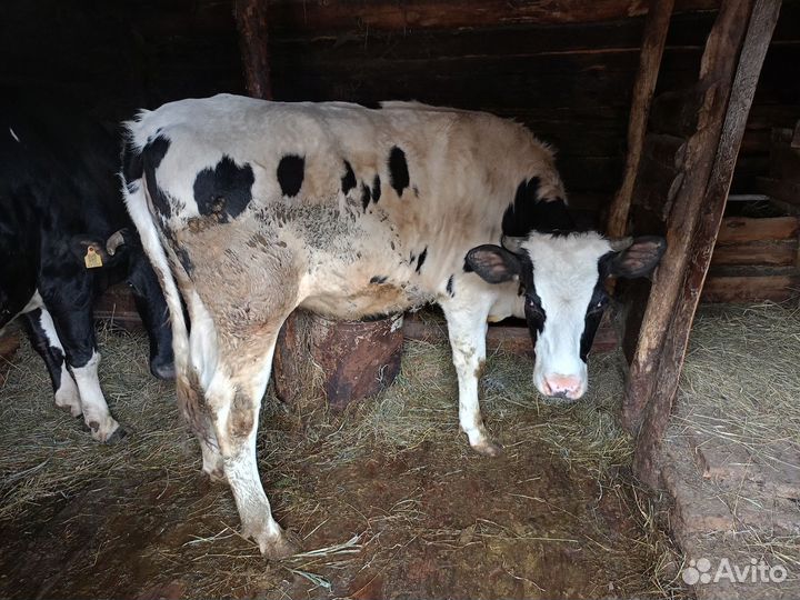 Телки стельные