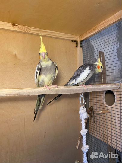 Попугай корелла пара с клеткой